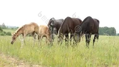 马群在田野里奔跑